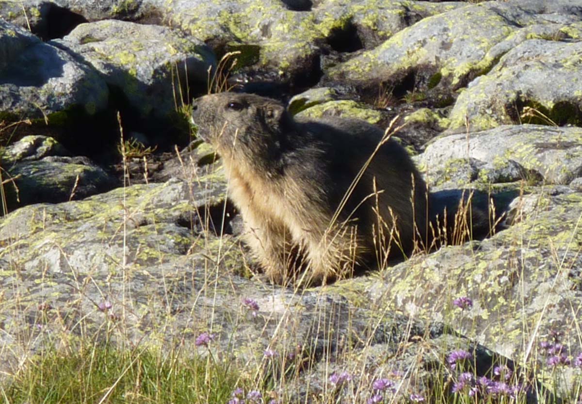 34-podras-fotografiar-marmota-en-su-habitat-natural